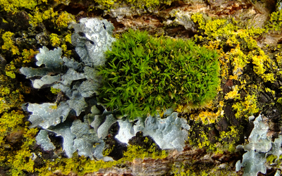 parmelia and moss
