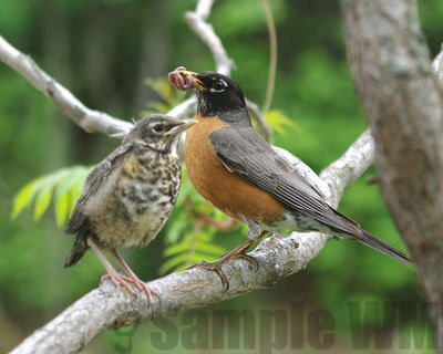 american robin and fledgling
Keywords: thrush
