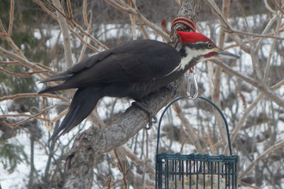 pileated woodpecker  m
