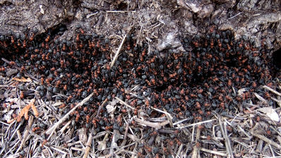 wood ants
formica sp
