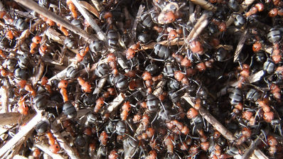 wood ants
formica sp
