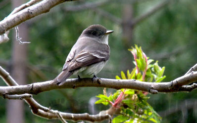 flycatcher
western wood peewee?
