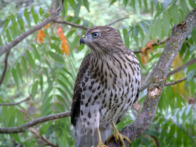 cooper's hawk (juv)
Keywords: hawk