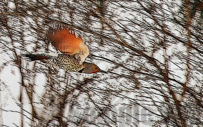 winter flicker
