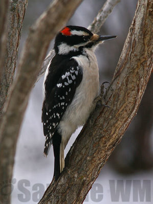 downy woodpecker m
Keywords: woodpecker