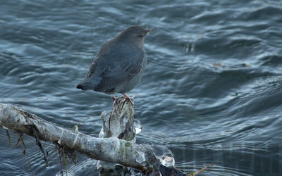 water ouzel  or  dipper
