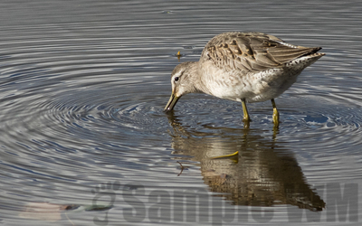 dowitcher
likely a short-billed, non-breeding adult, late Oct.
