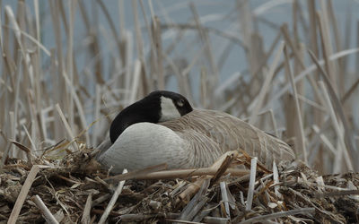 canada goose
