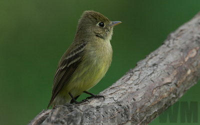 pacific slope flycatcher
Keywords: flycatcher;peewee