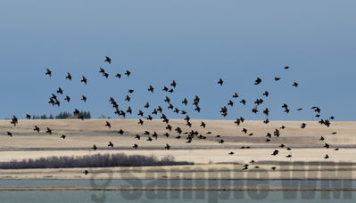 freezout starlings
