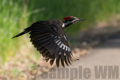 pileated woodpecker  (f)
