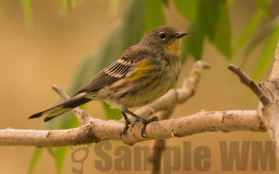 yellow-rumped warbler, audubon's
