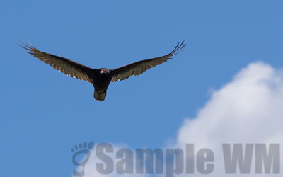 turkey vulture
