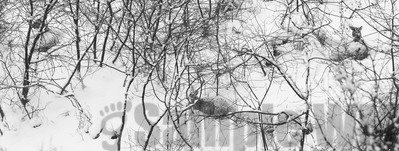 sheltering whitetails
