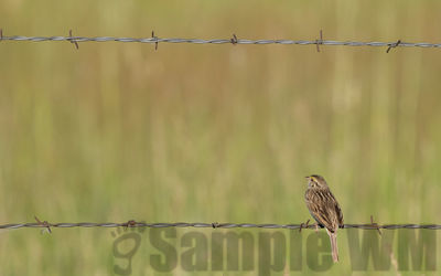 savannah sparrow 
