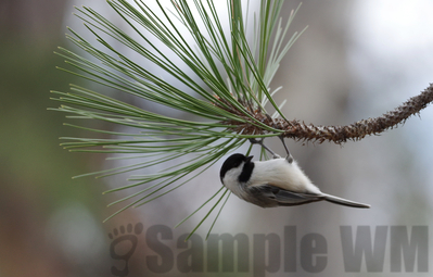 black-capped chickadee
