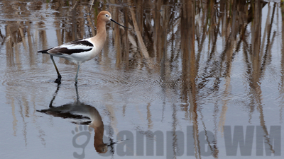 american avocet

