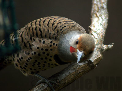 northern flicker m
Keywords: woospecker