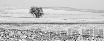 Palouse winter 3
