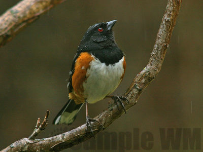 spotted towhee
Keywords: towhee;sparrow