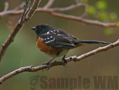 spotted towhee
Keywords: towhee;sparrow