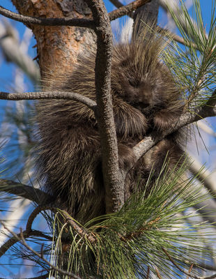 porcupine
probably a juvenile
