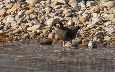 american dipper  (water ouzel)
in the bitterroot river
