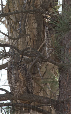 great-horned owls
good camo
