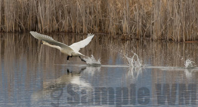 tundra swan
