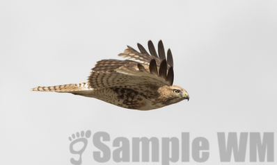 red-tailed hawk  
(lightphase juvenile)
