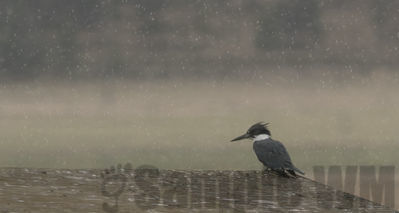 kingfisher
rainy day
