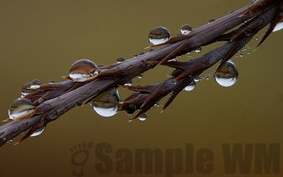 juniper
juniperus scopularum
