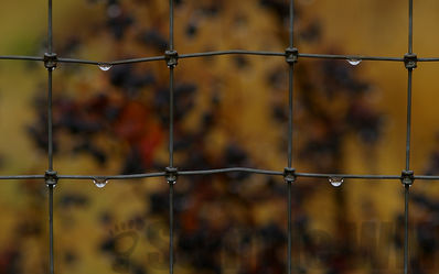 cotoneaster
cotoneaster
