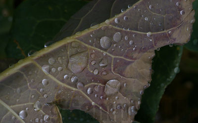 cabbage
brassica oleracea

