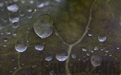 cabbage
brassica oleracea
