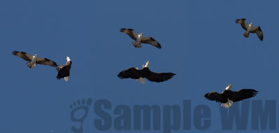 osprey and bald eagle
the eagle intruded on the fishing osprey and got chased off
