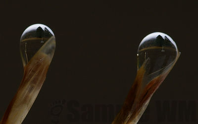 brome grass 
image inverted
