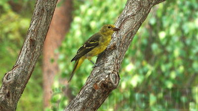 western tanager  f
