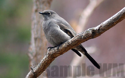 townsend's solataire
Keywords: thrush