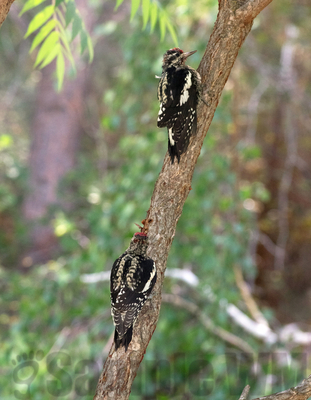 red-naped sapsucker  {juv}
