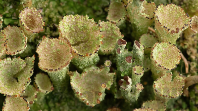 cladonia sp.
