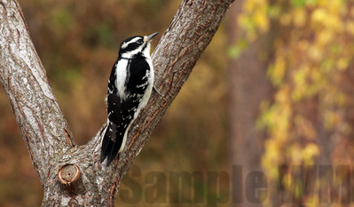 hairy woodpecker
