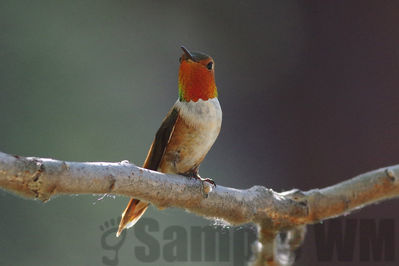rufous hummingbird (m)
