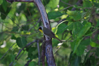 common yellowthroat
