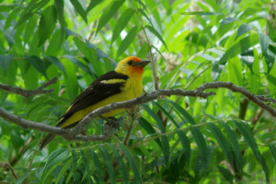 western tanager (m)
