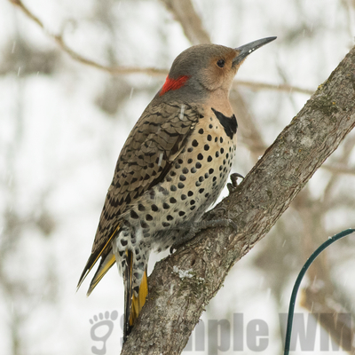 northern flicker 
yellow-shafted, first seen here 2018, probably intergrade
