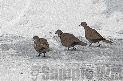 eurasians hunting grit
