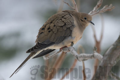 mourning dove
cold morning
