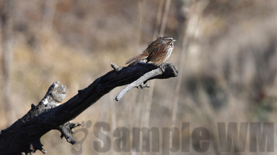 song sparrow
