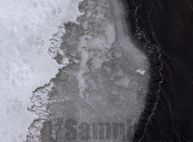 Beartrack's bridge: racoon
